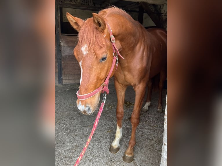 Hannoveraner Wallach 3 Jahre 165 cm Fuchs in Burgdorf