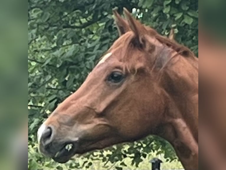 Hannoveraner Wallach 3 Jahre 165 cm Fuchs in Burgdorf