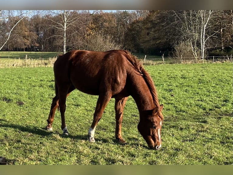 Hannoveraner Wallach 3 Jahre 165 cm Fuchs in Burgdorf