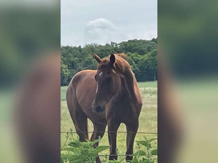 Hannoveraner Wallach 3 Jahre 165 cm Fuchs in Burgdorf