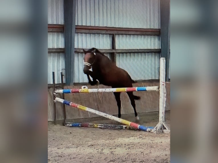 Hannoveraner Wallach 3 Jahre 165 cm Hellbrauner in Surwold