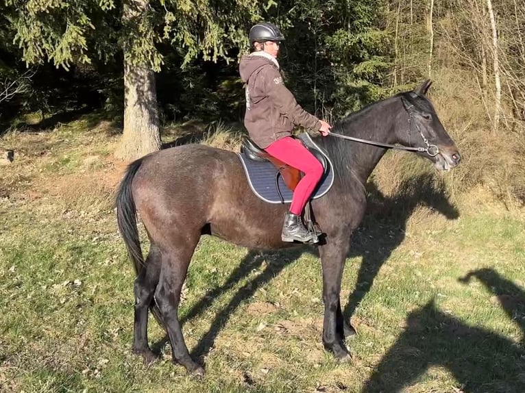 Hannoveraner Wallach 3 Jahre 165 cm Kann Schimmel werden in Klatovy