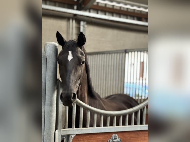 Hannoveraner Wallach 3 Jahre 165 cm Rappe in Kaarst