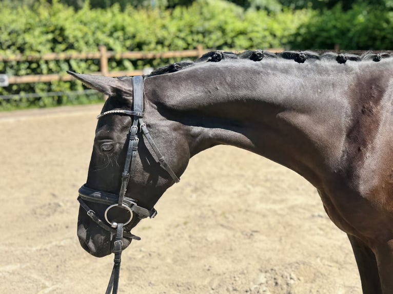 Hannoveraner Wallach 3 Jahre 165 cm Rappe in Kaarst