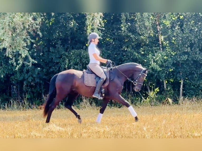 Hannoveraner Wallach 3 Jahre 165 cm Rappe in Kaarst