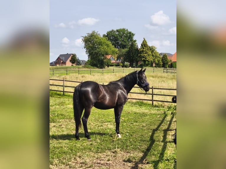 Hannoveraner Wallach 3 Jahre 165 cm Rappe in Rehburg-Loccum Münchehagen