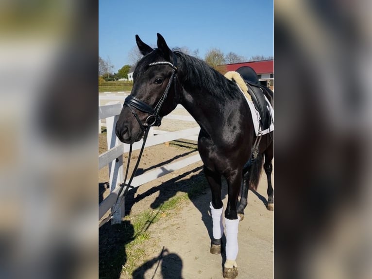 Hannoveraner Wallach 3 Jahre 165 cm Rappe in Malente