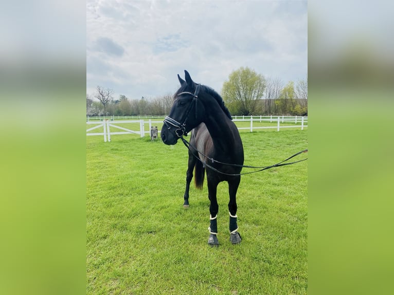 Hannoveraner Wallach 3 Jahre 165 cm Rappe in Malente