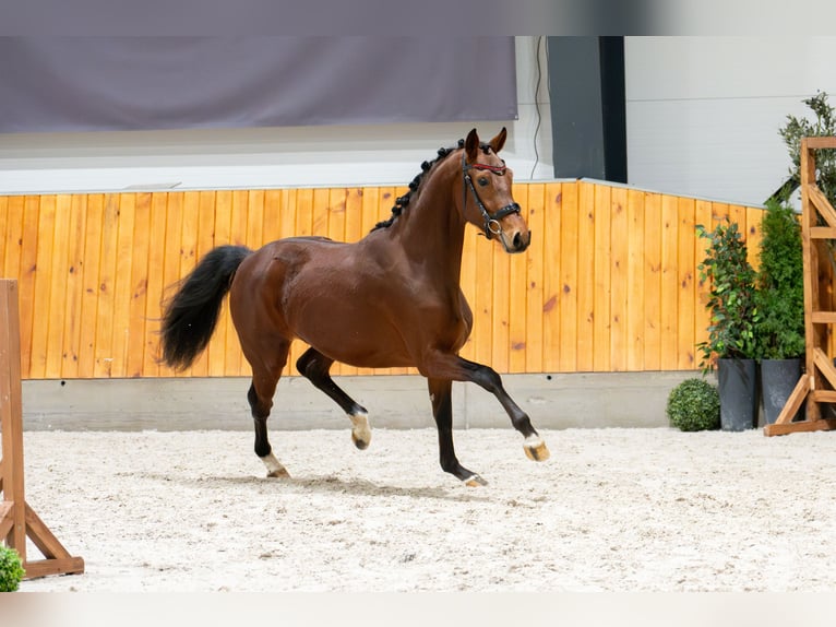 Hannoveraner Wallach 3 Jahre 165 cm Rotbrauner in Ciechocin