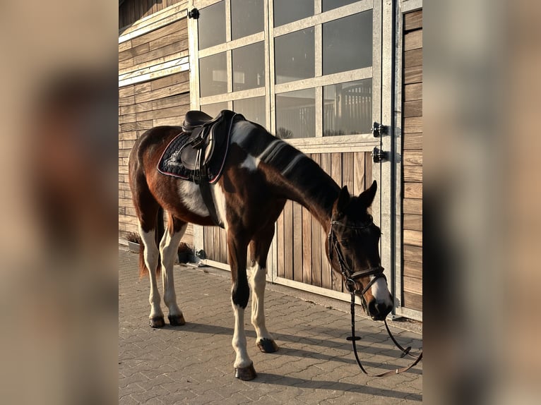 Hannoveraner Wallach 3 Jahre 165 cm Schecke in Leipzig