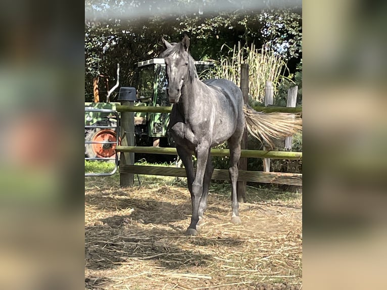 Hannoveraner Wallach 3 Jahre 165 cm Schimmel in Berne