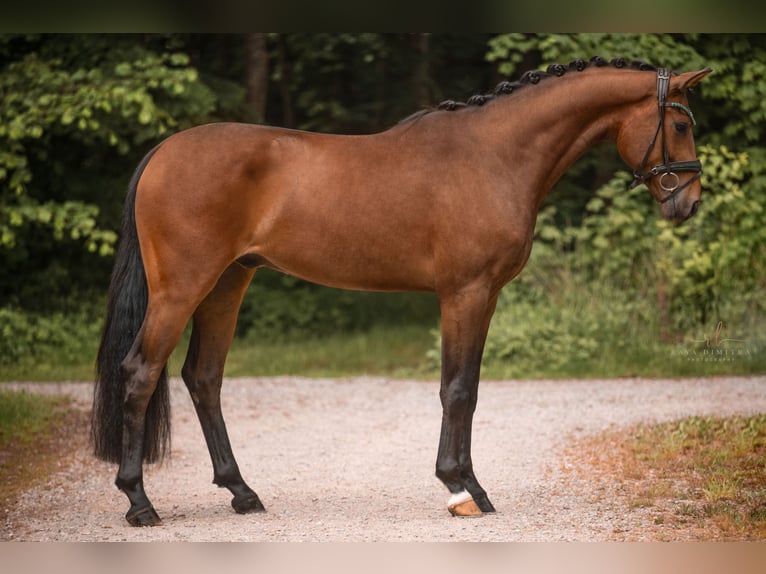 Hannoveraner Wallach 3 Jahre 166 cm Brauner in Wehringen