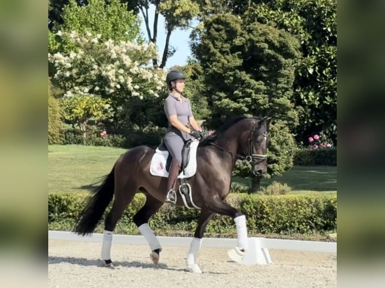 Hannoveraner Wallach 3 Jahre 166 cm Brauner in Kronberg im Taunus