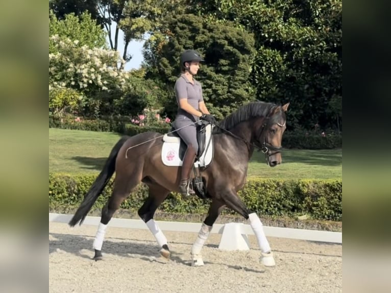Hannoveraner Wallach 3 Jahre 166 cm Brauner in Seaton