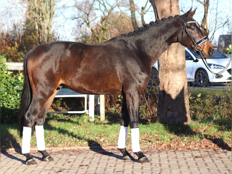 Hannoveraner Wallach 3 Jahre 166 cm Brauner in Selsingen