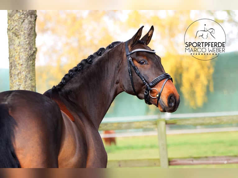 Hannoveraner Wallach 3 Jahre 166 cm Brauner in Weyhe