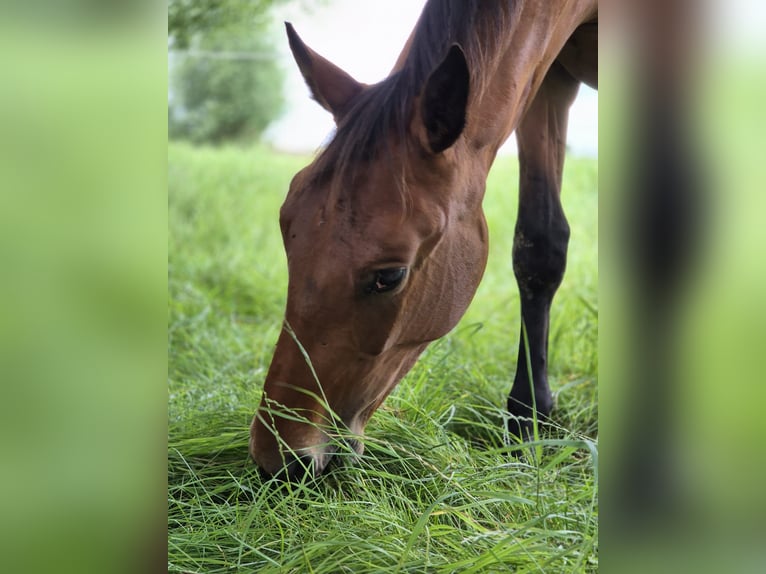 Hannoveraner Wallach 3 Jahre 166 cm Brauner in Gleichen