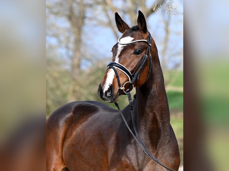 Hannoveraner Wallach 3 Jahre 166 cm Brauner in Syke