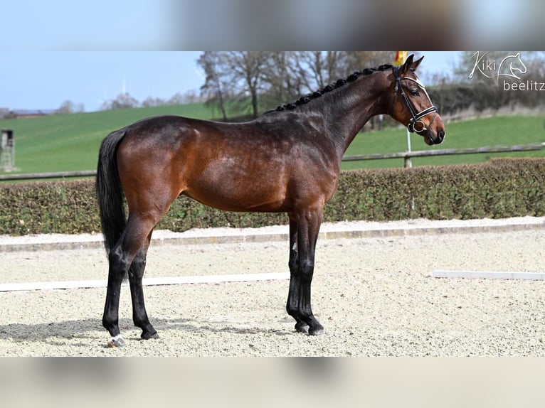 Hannoveraner Wallach 3 Jahre 166 cm Brauner in Syke