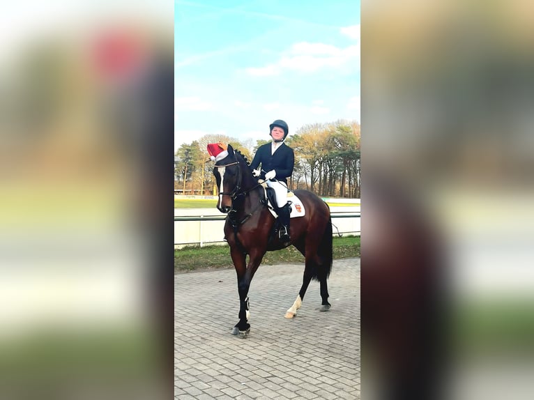 Hannoveraner Wallach 3 Jahre 166 cm Brauner in Werlte