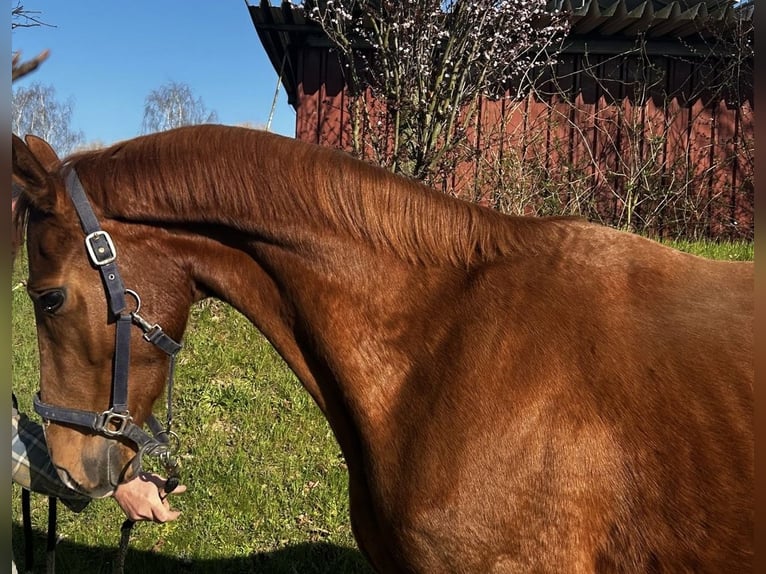 Hannoveraner Wallach 3 Jahre 166 cm Dunkelfuchs in Neustadt am R&#xFC;benberge