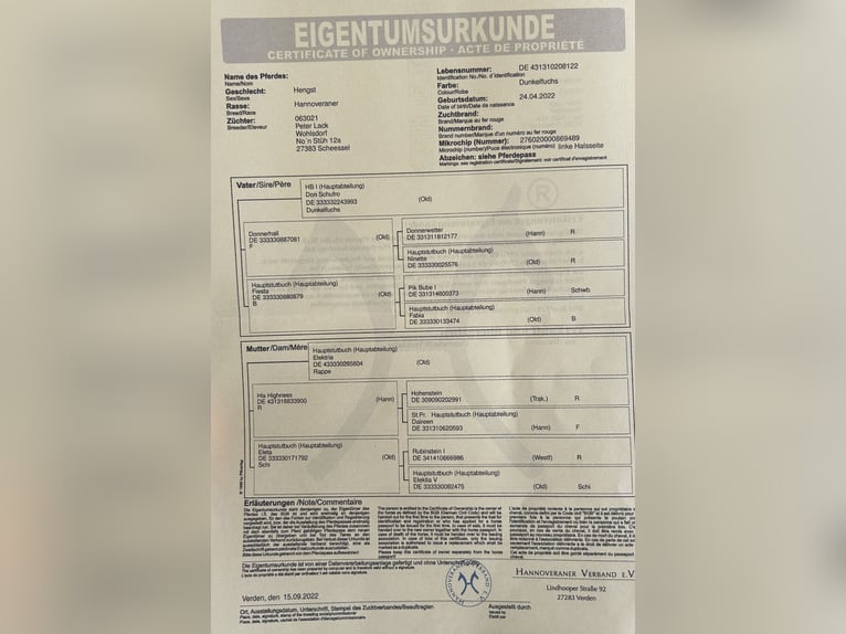 Hannoveraner Wallach 3 Jahre 166 cm Dunkelfuchs in Neustadt am R&#xFC;benberge