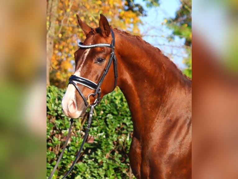 Hannoveraner Wallach 3 Jahre 166 cm Dunkelfuchs in Selsingen