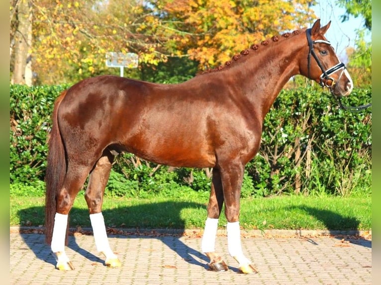 Hannoveraner Wallach 3 Jahre 166 cm Dunkelfuchs in Selsingen