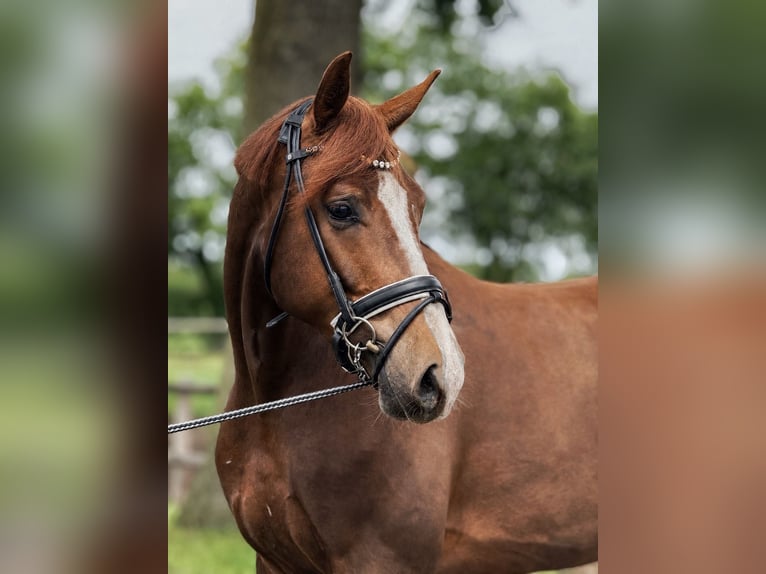 Hannoveraner Wallach 3 Jahre 166 cm Dunkelfuchs in Uelsen