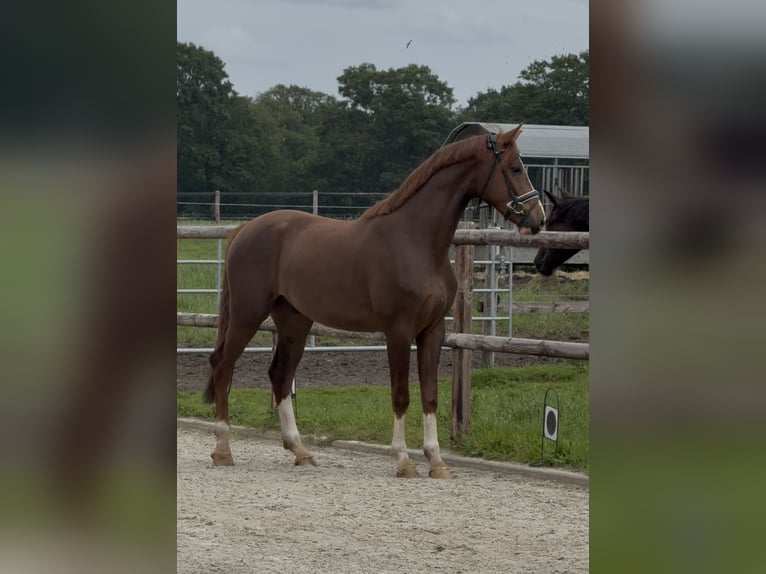 Hannoveraner Wallach 3 Jahre 166 cm Dunkelfuchs in Uelsen