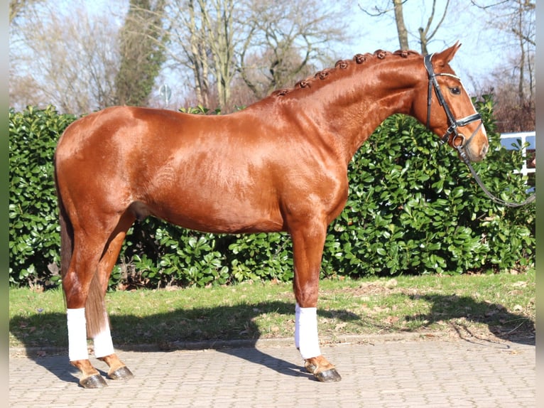 Hannoveraner Wallach 3 Jahre 166 cm Fuchs in Selsingen