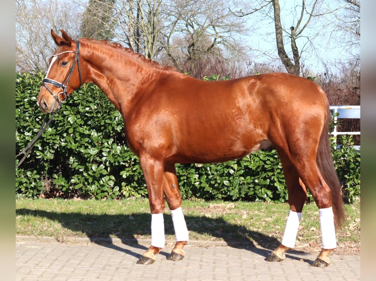 Hannoveraner Wallach 3 Jahre 166 cm Fuchs in Selsingen