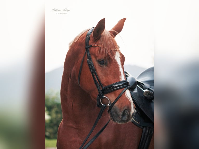 Hannoveraner Wallach 3 Jahre 166 cm Fuchs in Herbstein