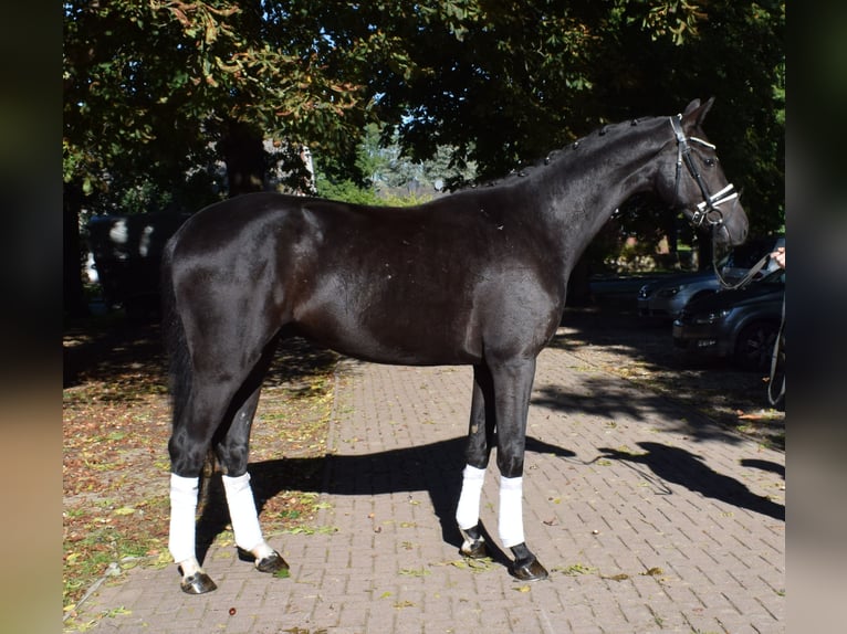 Hannoveraner Wallach 3 Jahre 166 cm Rappe in Fredenbeck