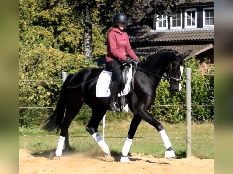 Hannoveraner Wallach 3 Jahre 166 cm Rappe in Fredenbeck