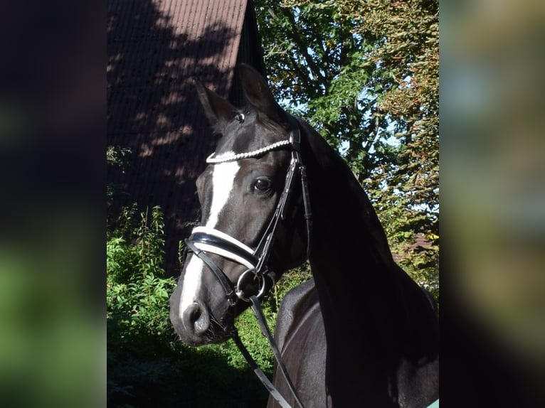 Hannoveraner Wallach 3 Jahre 166 cm Rappe in Fredenbeck
