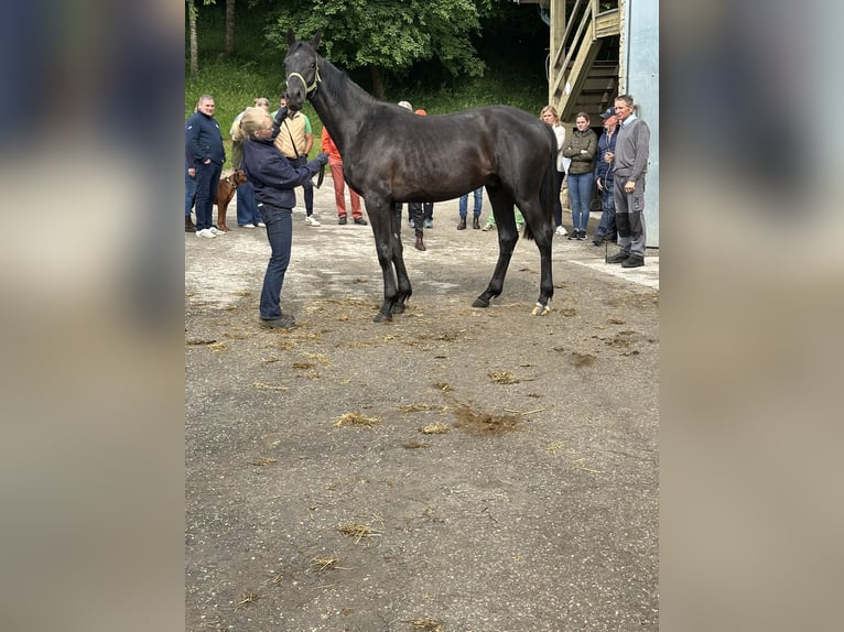 Hannoveraner Wallach 3 Jahre 166 cm Rappe in Gomadingen-Marbach