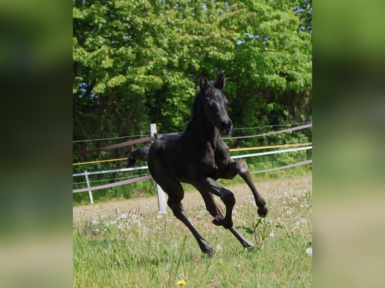Hannoveraner Wallach 3 Jahre 166 cm Rappe in Gomadingen-Marbach