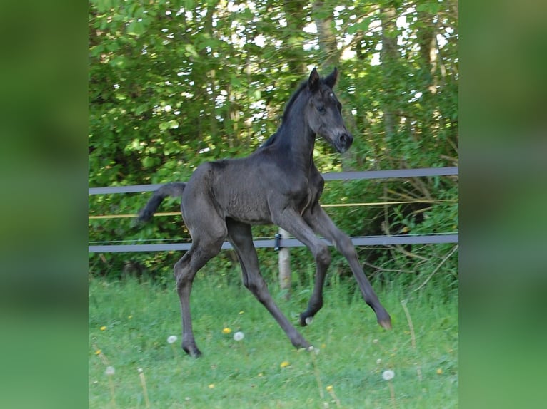 Hannoveraner Wallach 3 Jahre 166 cm Rappe in Gomadingen-Marbach