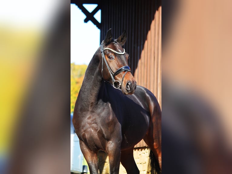 Hannoveraner Wallach 3 Jahre 166 cm Schwarzbrauner in Bramsche