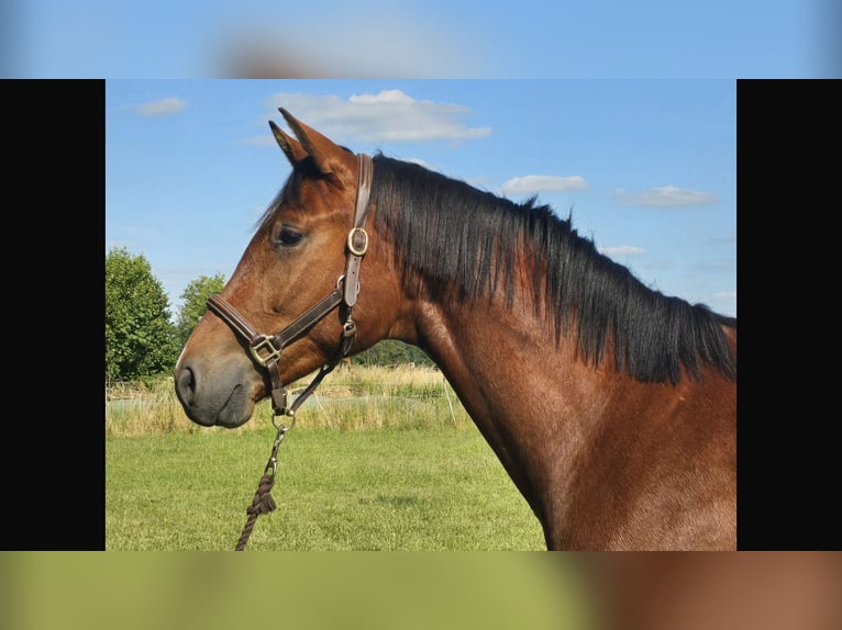 Hannoveraner Wallach 3 Jahre 167 cm Brauner in Edemissen