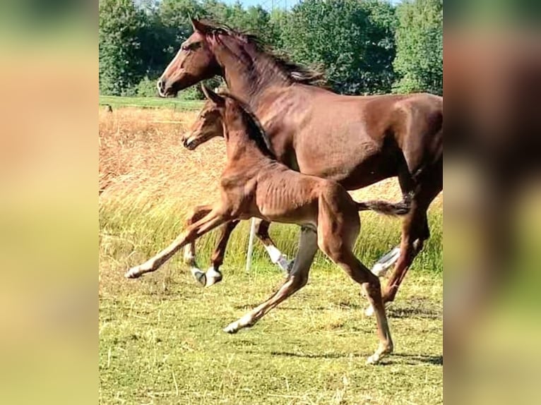 Hannoveraner Wallach 3 Jahre 167 cm Brauner in Edemissen