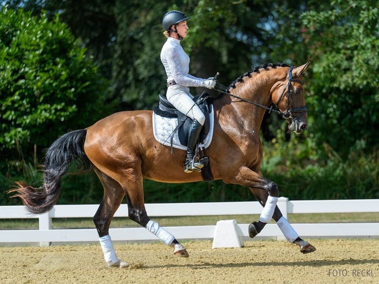 Hannoveraner Wallach 3 Jahre 167 cm Brauner in Verden