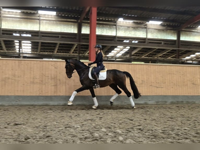 Hannoveraner Wallach 3 Jahre 167 cm Brauner in Köhn