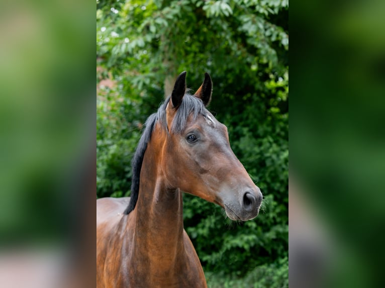 Hannoveraner Wallach 3 Jahre 167 cm Dunkelbrauner in Bissendorf