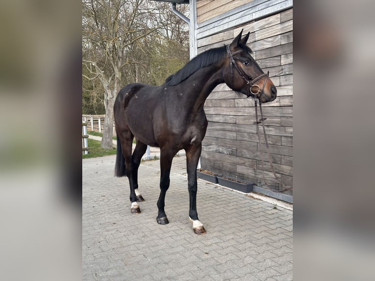 Hannoveraner Wallach 3 Jahre 167 cm Dunkelbrauner in Leipzig