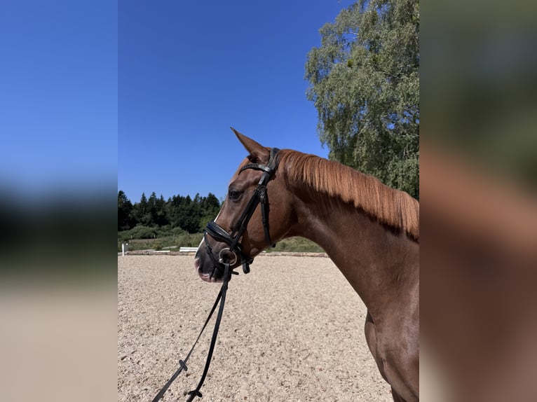 Hannoveraner Wallach 3 Jahre 167 cm Dunkelfuchs in Berg
