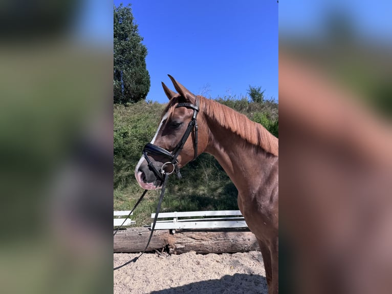 Hannoveraner Wallach 3 Jahre 167 cm Dunkelfuchs in Berg