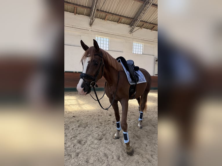 Hannoveraner Wallach 3 Jahre 167 cm Dunkelfuchs in Berg