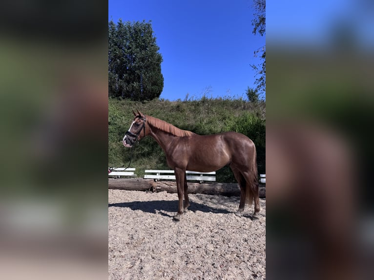 Hannoveraner Wallach 3 Jahre 167 cm Dunkelfuchs in Berg